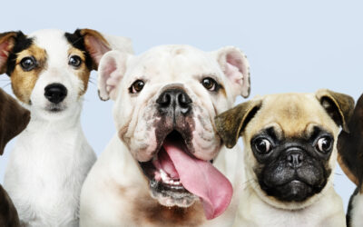 Make Money While You Play: The Absentee Model Pet Franchise Advantage